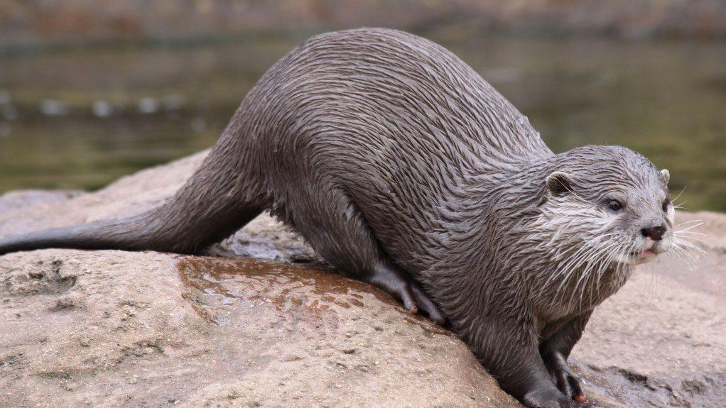 वन्यजीव संरक्षण, नेपाल, ऊदबिलाव, विलुप्त, केन्या